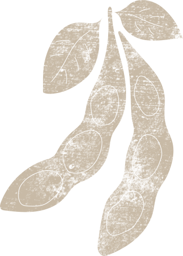 illustration plante soja