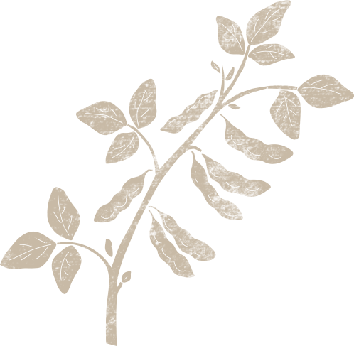 illustration branche plante soja