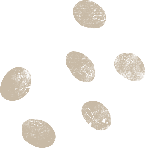 illustration fèves de soja